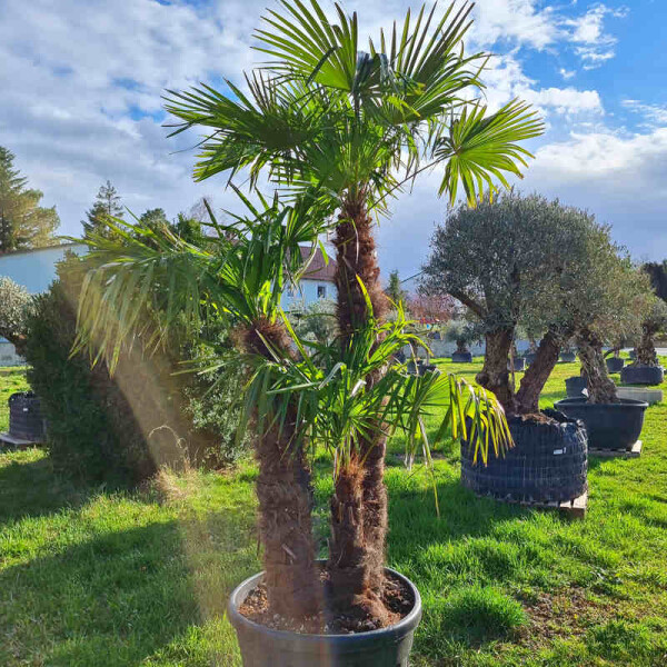 Trachycarpus fortunei - Chinesische Hanfpalme Mehrstamm