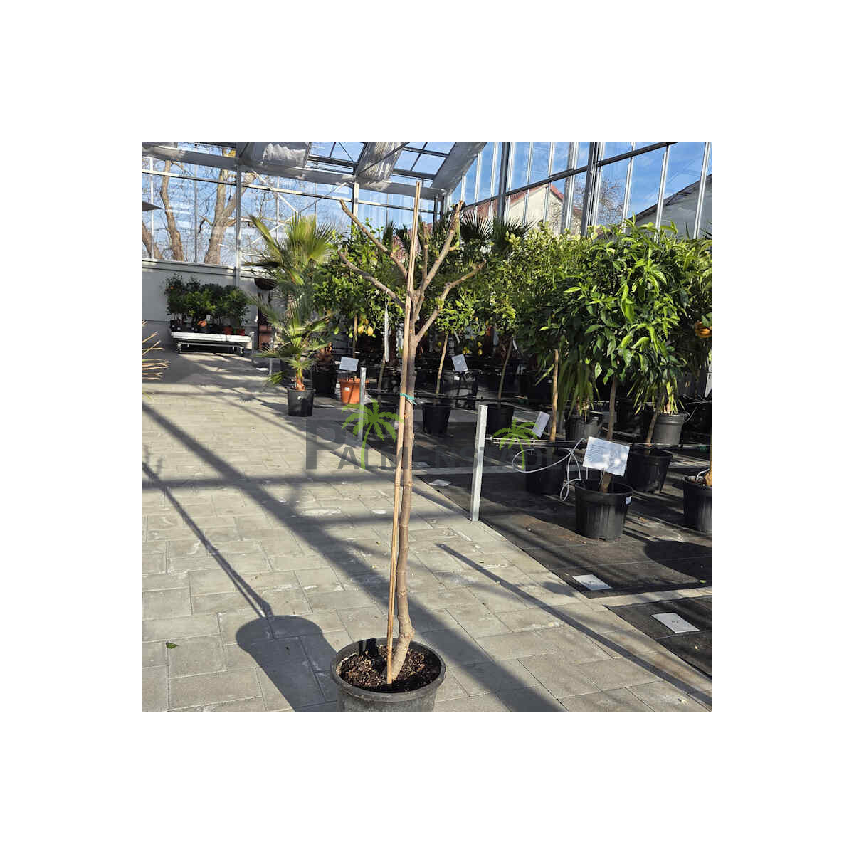 Ficus Carica - Feigenbaum - Sorte Breva