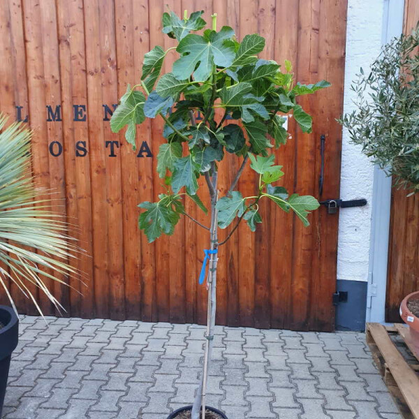 Ficus Carica - Feigenbaum - Sorte Breva