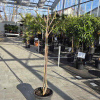 Ficus Carica - Feigenbaum - Sorte Breva