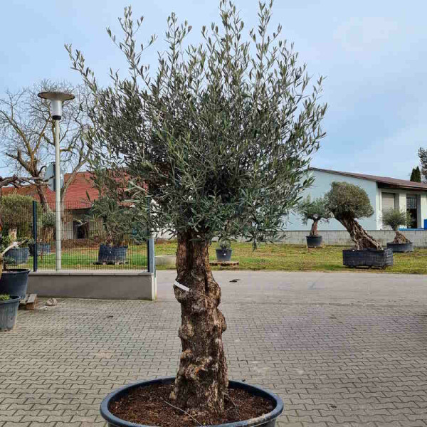Olivenbaum-Bonsai23 Hojiblanca