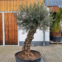 Olivenbaum-Bonsai25 Picual