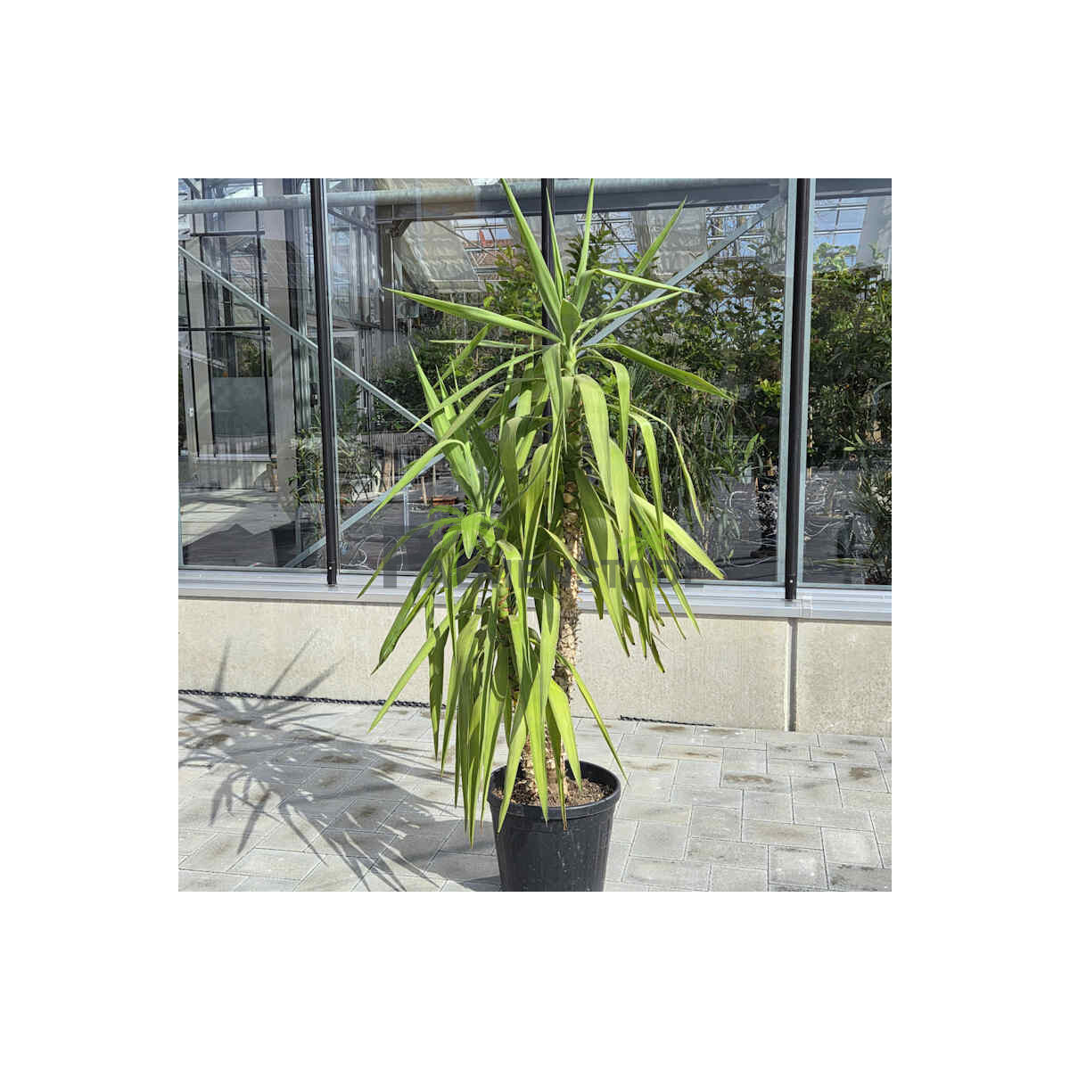 Yucca elephantipes-Yucca Palme1