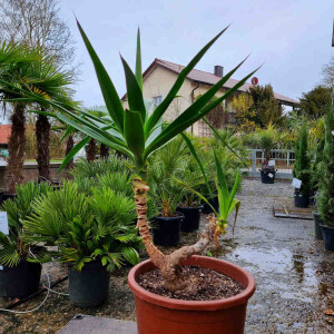 Yucca elephantipes-Yucca Palme1