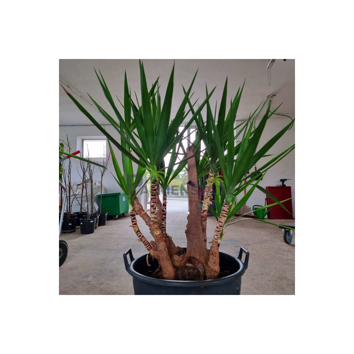 Yucca elephantipes-Yucca Palme4 box