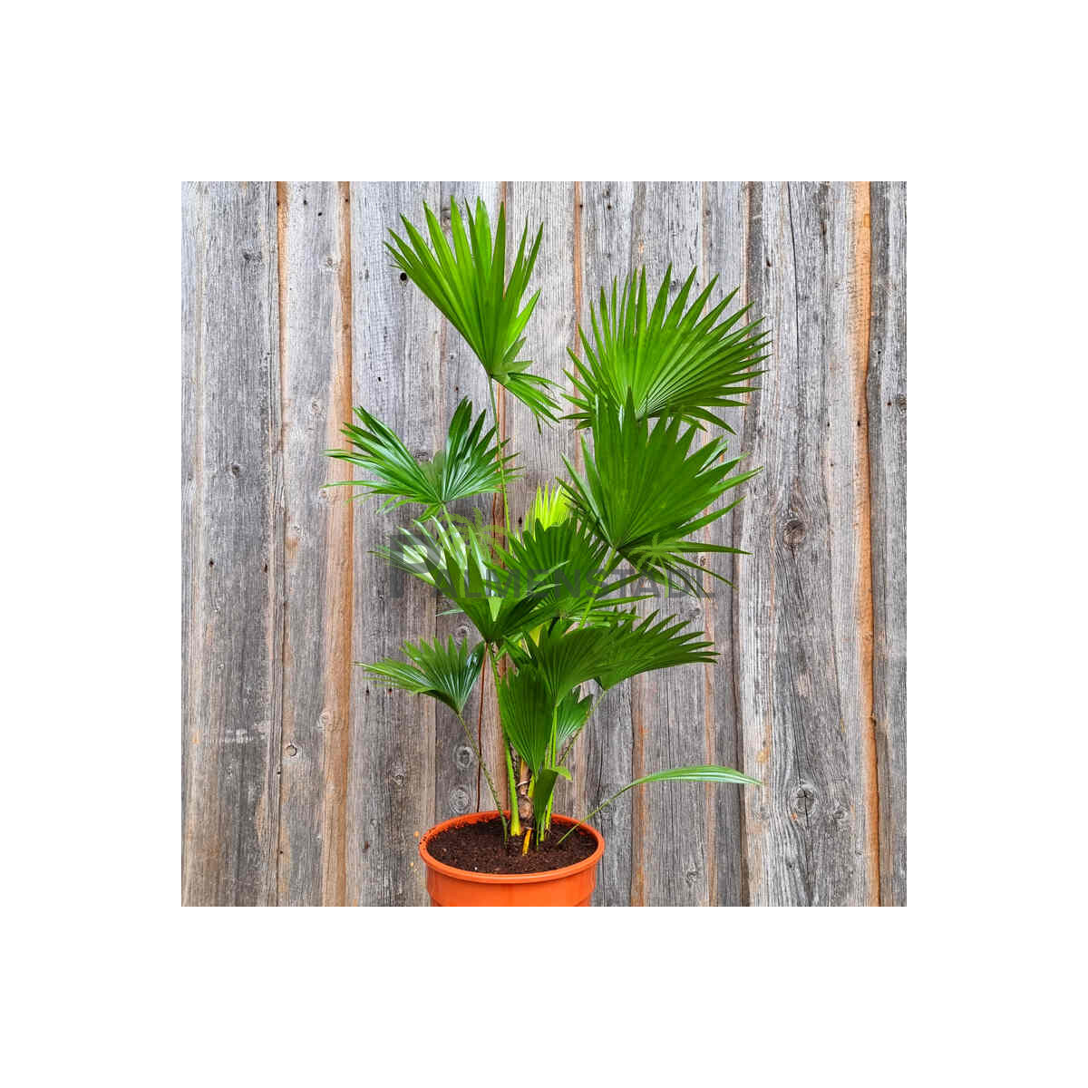 Rundblättrige Schirmpalme 60-80 cm