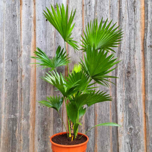 Rundblättrige Schirmpalme 60-80 cm