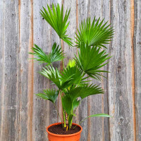 Rundblättrige Schirmpalme 60-80 cm