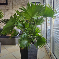 Rundblättrige Schirmpalme 60-80 cm