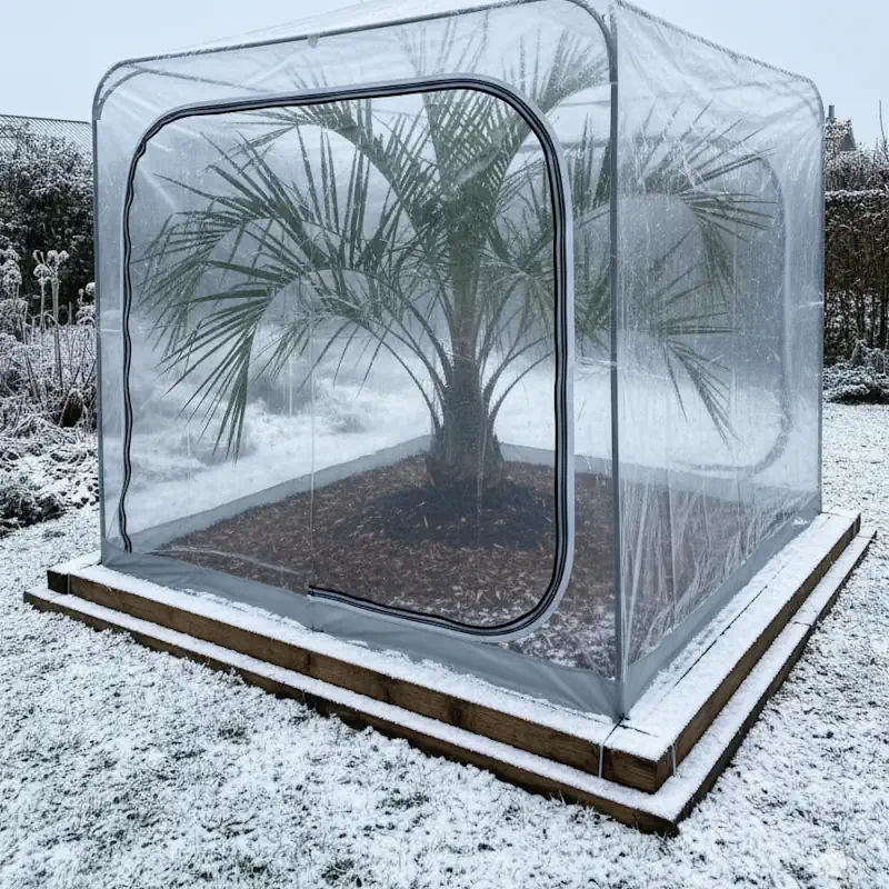 Butia capitata im Garten mit Schutzhaube und Winterzelt – Palmenstadl