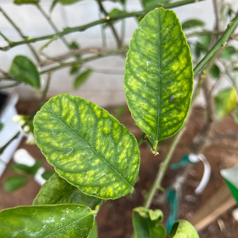 Eisenmangel Chlorose bei Zitrus - gelbe junge Blätter mit grünen Adern