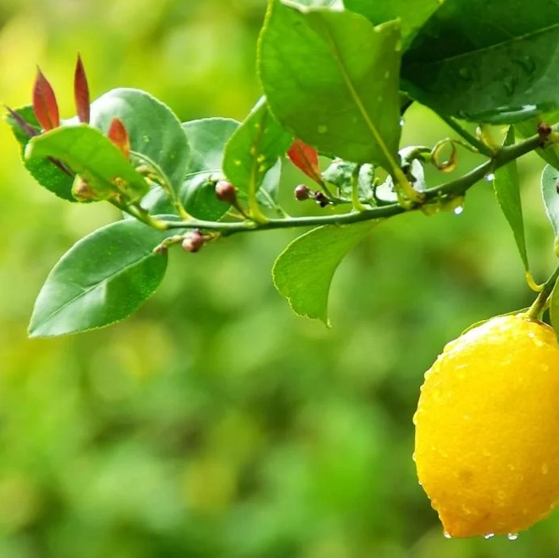 Gesunde Zitruspflanze mit sattgrünen Blättern und Früchten