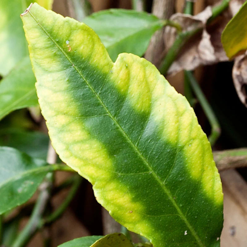 Magnesiummangel bei Zitrone - Vergilbung zwischen Blattadern alter Blätter