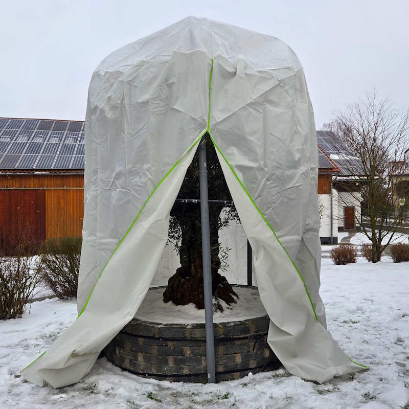 Großer ausgepflanzter Olivenbaum im Garten mit professioneller Winterschutz-Einhausung