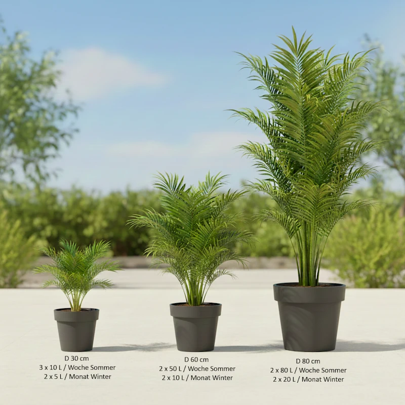 Palmen nach Topfgröße richtig bewässern und gießen