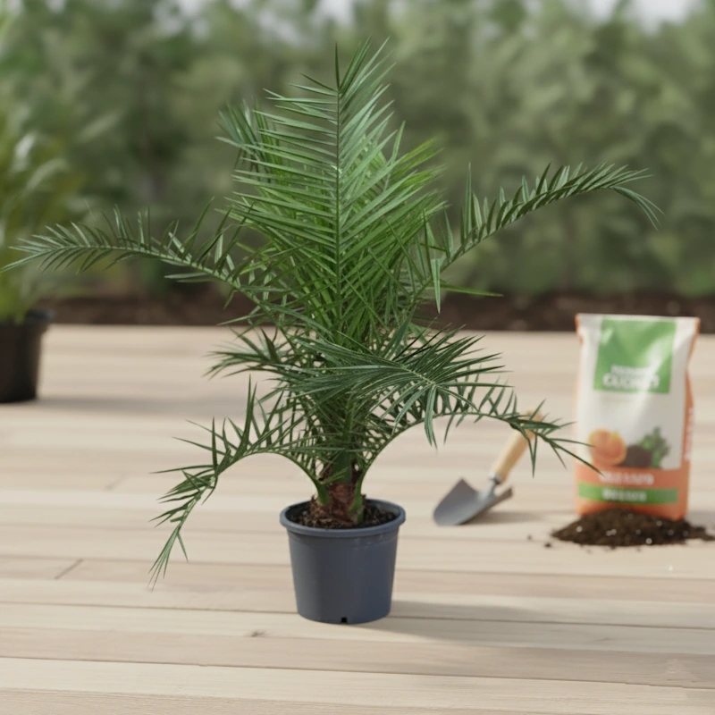 Junge Phoenix canariensis Dattelpalme im Topf - perfekt für Einsteiger