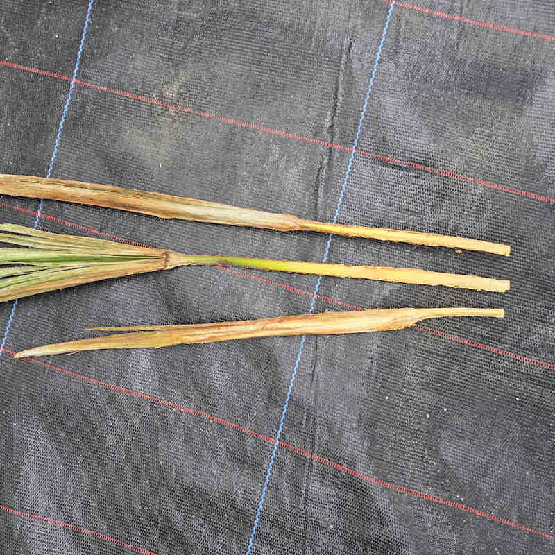 Gezogener Palmenspeer in der Hand – Basis zeigt braune Verfärbung als Zeichen von Herzfäule