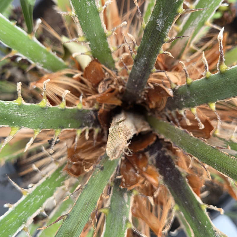 Draufsicht ins Kronenherz einer Zwergpalme – sichtbarer Speer, Herzgewebe und Blattscheiden