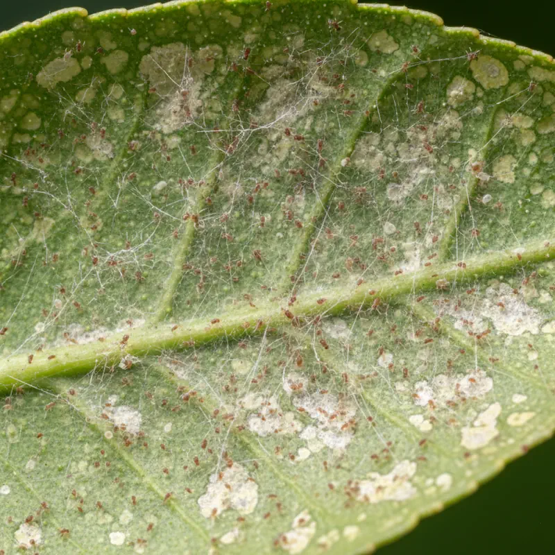 Spinnmilben-Gespinste auf Zitruspflanzen-Blatt