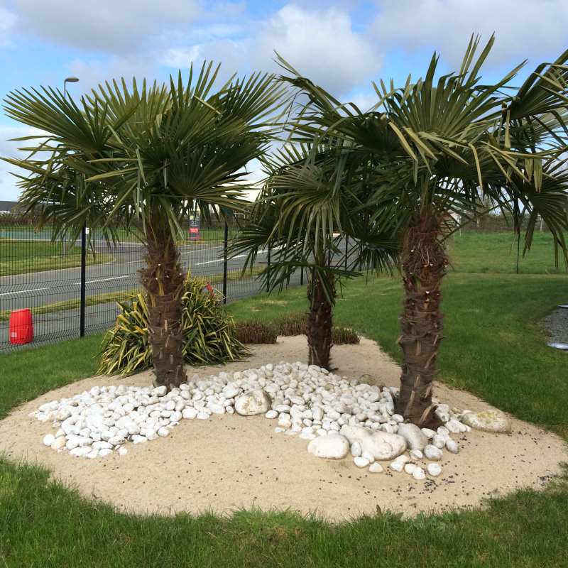 Winterharte Hanfpalme Trachycarpus fortunei kaufen – robust für deutschen Garten