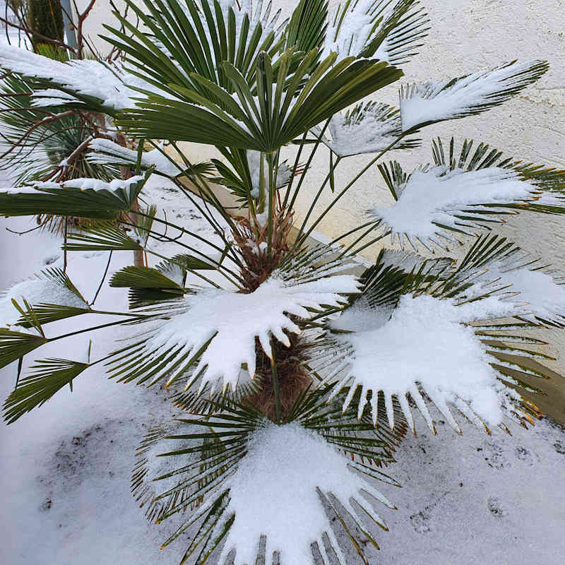 Winterharte Hanfpalme Trachycarpus fortunei im verschneiten Garten