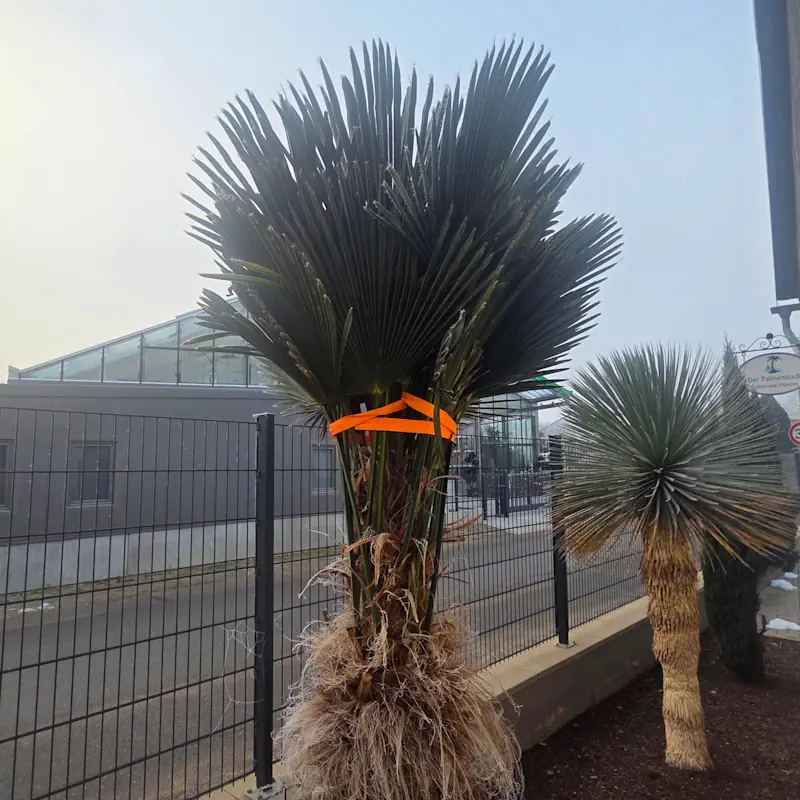 Trachycarpus wagnerianus mit zusammengebundenen Wedeln als Minimalschutz gegen Schneelast im Winter – Palmenstadl