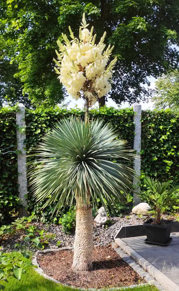 Yucca rostrata Blüte spektakulärer Blütenstand mit cremeweißen Glockenblüten im Sommer