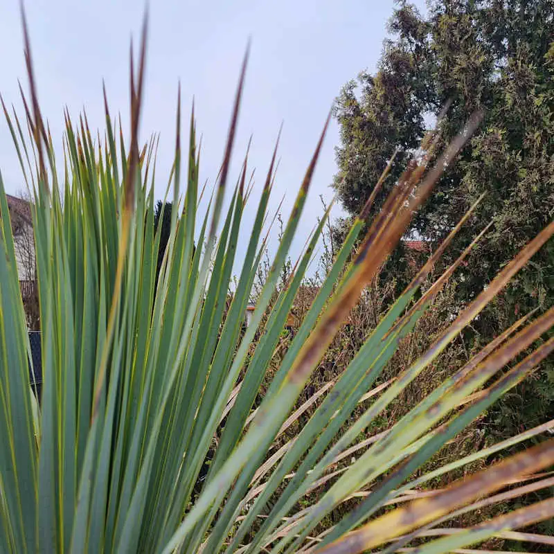 Yucca rostrata Rostflecken Pilzinfektion auf Blättern durch Winterfeuchtigkeit erkennen