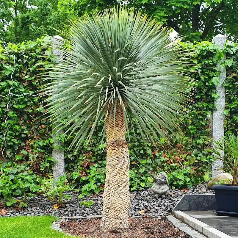 Yucca rostrata winterhart vor sonniger Südwand mit idealer Wärmeabstrahlung