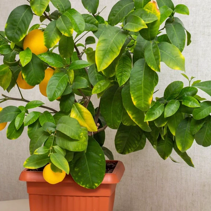 Stickstoffmangel bei Zitrone - gleichmäßig gelbe ältere Blätter