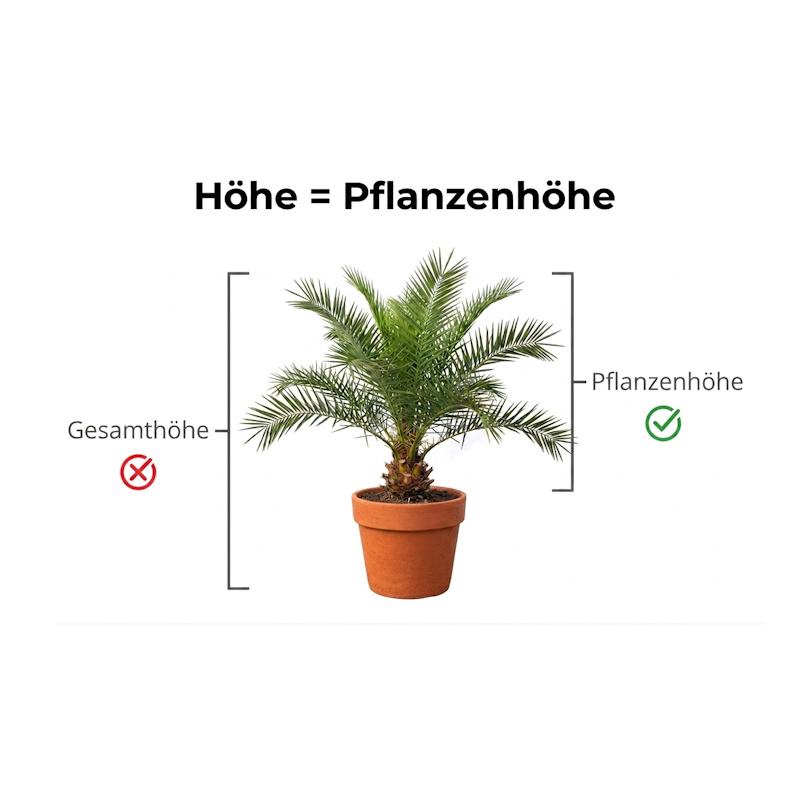groessenangabe der pflanzen